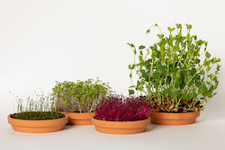 Free Microgreen Growing Guide