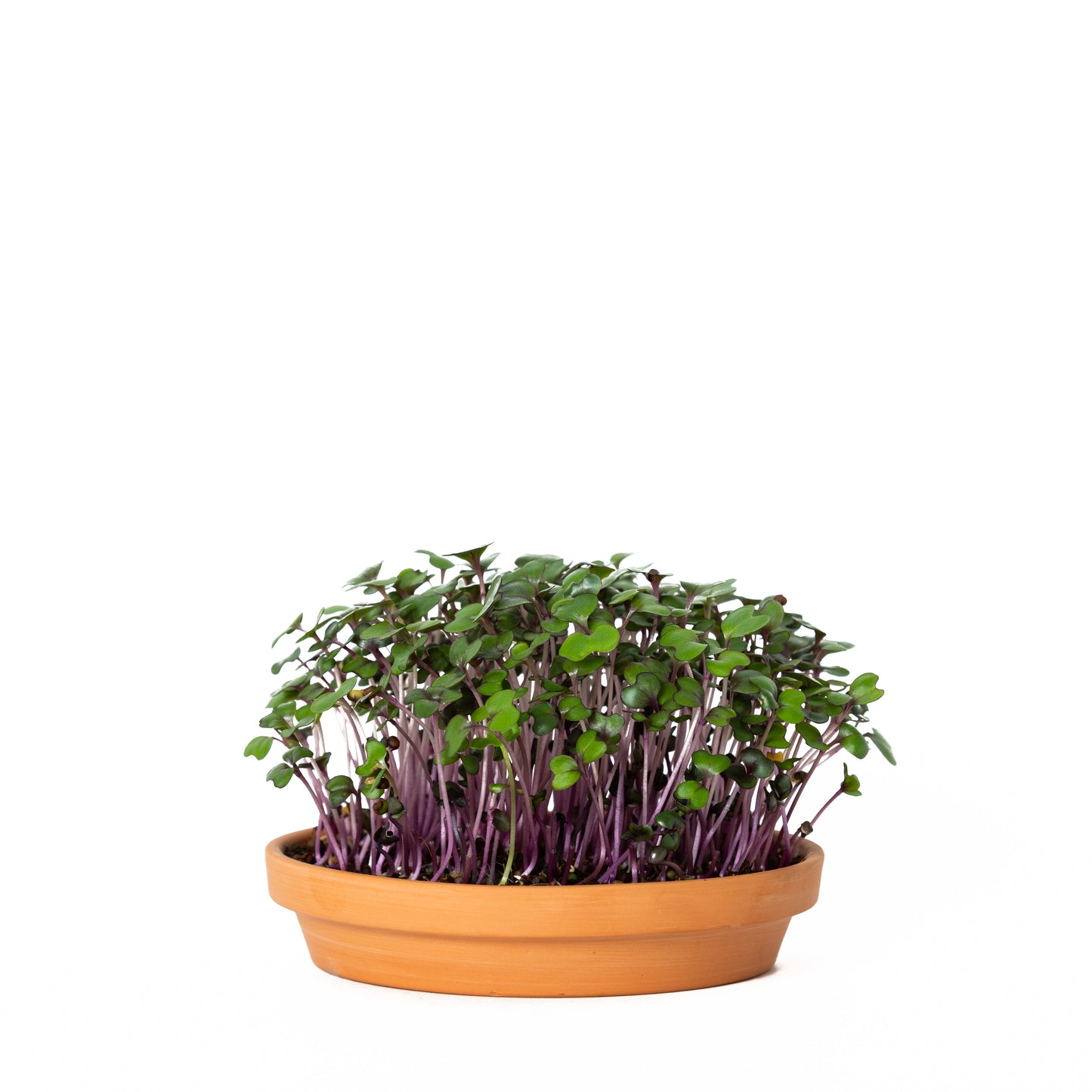 GreenShoots Microgreen Starter Kit (2-Seed Kit)