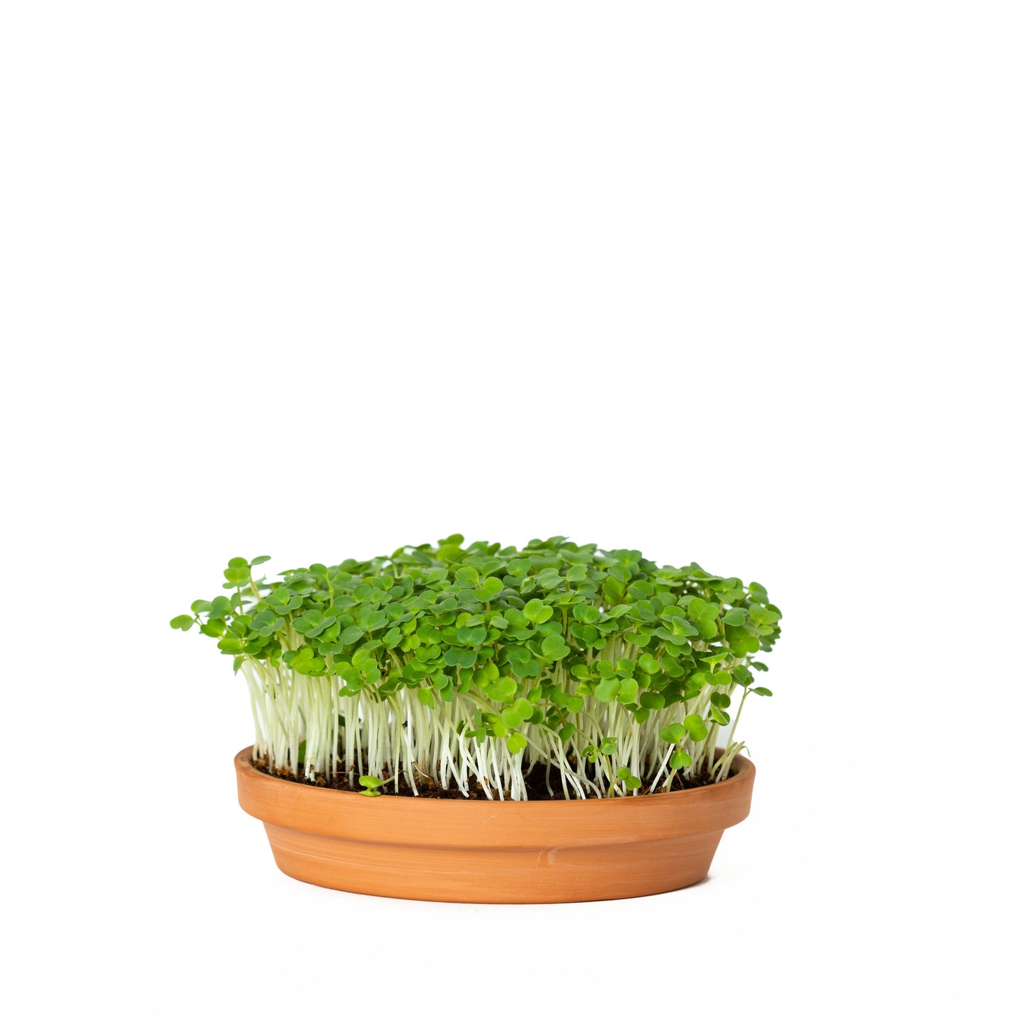 GreenShoots Microgreen Starter Kit (2-Seed Kit)