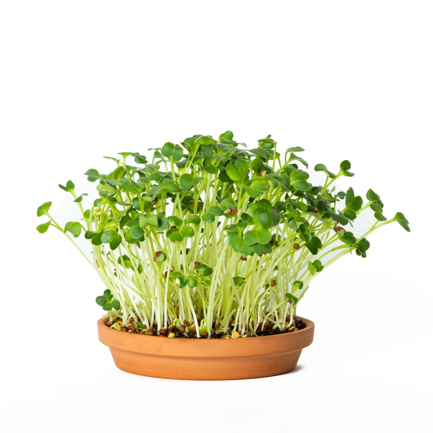 GreenShoots Microgreen Starter Kit (2-Seed Kit)