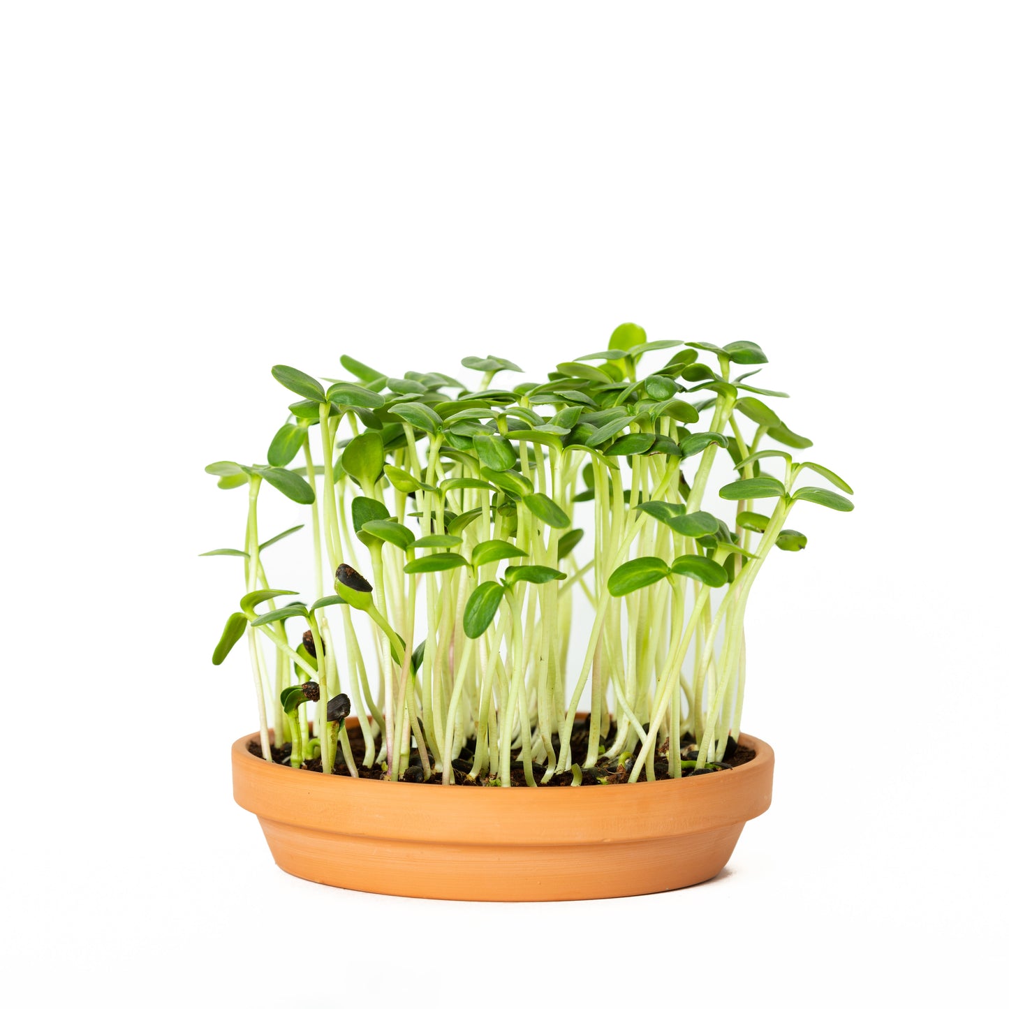 GreenShoots Microgreen Starter Kit (2-Seed Kit)