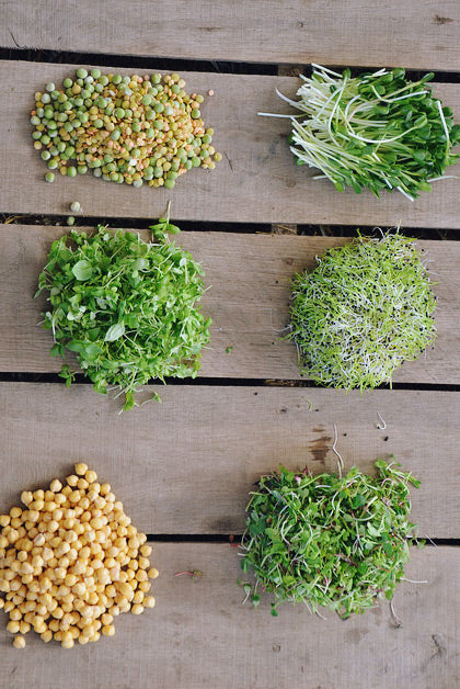 Free Microgreen Growing Guide