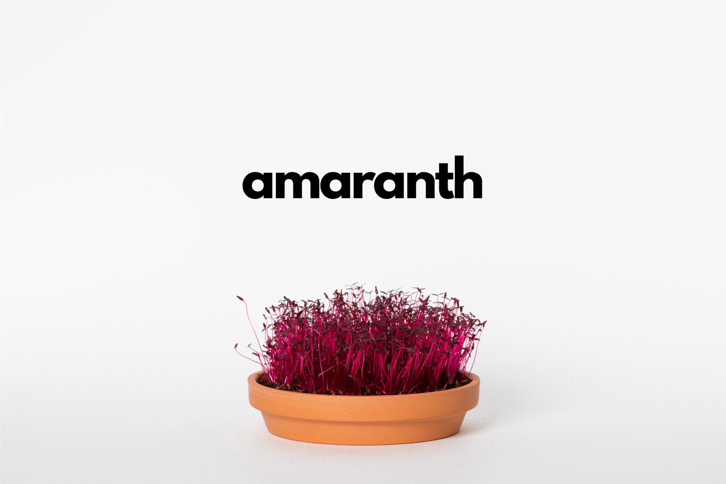 Amaranth Microgreen Seeds