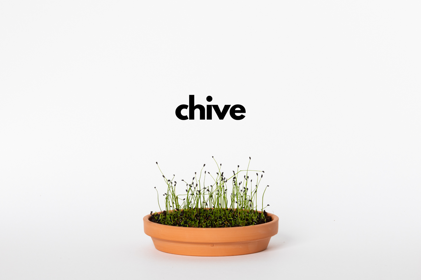 Chive Microgreen Seeds